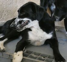 JERRY, Hund, Mischlingshund in Griechenland - Bild 8