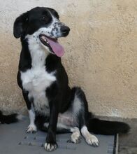 JERRY, Hund, Mischlingshund in Griechenland - Bild 9