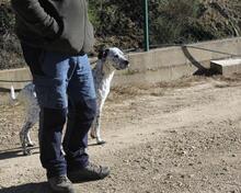 CATA, Hund, Mischlingshund in Spanien - Bild 10