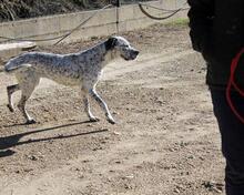 CATA, Hund, Mischlingshund in Spanien - Bild 12