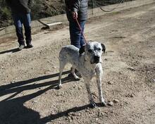 CATA, Hund, Mischlingshund in Spanien - Bild 13