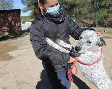 CATA, Hund, Mischlingshund in Spanien - Bild 15