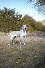 CATA, Hund, Mischlingshund in Spanien - Bild 2