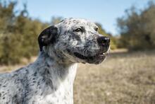 CATA, Hund, Mischlingshund in Spanien - Bild 4