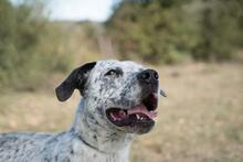 CATA, Hund, Mischlingshund in Spanien - Bild 7