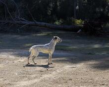 CATA, Hund, Mischlingshund in Spanien - Bild 9