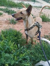 TOU, Hund, Mischlingshund in Spanien - Bild 15