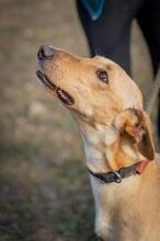 TOU, Hund, Mischlingshund in Spanien - Bild 17
