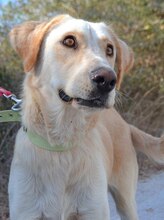 LADY, Hund, Mischlingshund in Griechenland - Bild 4