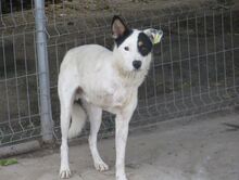 TRIO, Hund, Mischlingshund in Bulgarien - Bild 10