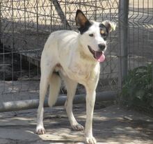 TRIO, Hund, Mischlingshund in Bulgarien - Bild 12