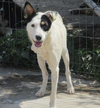 TRIO, Hund, Mischlingshund in Bulgarien - Bild 13