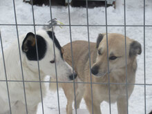 TRIO, Hund, Mischlingshund in Bulgarien - Bild 2