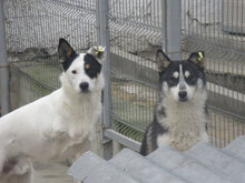 TRIO, Hund, Mischlingshund in Bulgarien - Bild 3