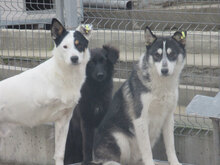 TRIO, Hund, Mischlingshund in Bulgarien - Bild 5