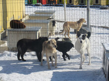 TRIO, Hund, Mischlingshund in Bulgarien - Bild 6