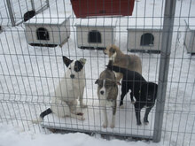 TRIO, Hund, Mischlingshund in Bulgarien - Bild 7