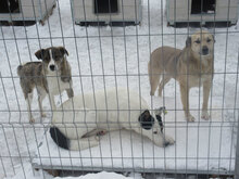 TRIO, Hund, Mischlingshund in Bulgarien - Bild 8