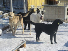 TRIO, Hund, Mischlingshund in Bulgarien - Bild 9