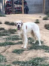 PUKAS, Hund, English Setter in Spanien - Bild 2