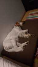 PUKAS, Hund, English Setter in Spanien - Bild 4