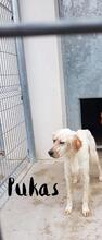 PUKAS, Hund, English Setter in Spanien - Bild 6