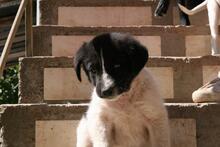 NALA, Hund, Herdenschutzhund-Mix in Bulgarien - Bild 2