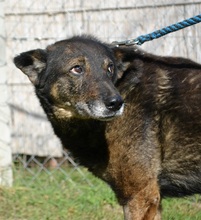 PASCAL, Hund, Mischlingshund in Ungarn - Bild 2