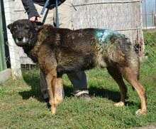 PASCAL, Hund, Mischlingshund in Ungarn - Bild 3