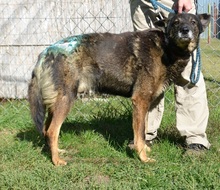 PASCAL, Hund, Mischlingshund in Ungarn - Bild 4