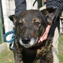 PASCAL, Hund, Mischlingshund in Ungarn - Bild 5