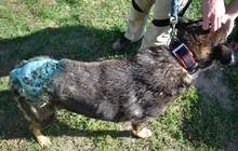 PASCAL, Hund, Mischlingshund in Ungarn - Bild 7