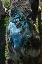 PASCAL, Hund, Mischlingshund in Ungarn - Bild 8