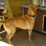 BRON, Hund, Mischlingshund in Spanien - Bild 5