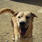 BRON, Hund, Mischlingshund in Spanien - Bild 6