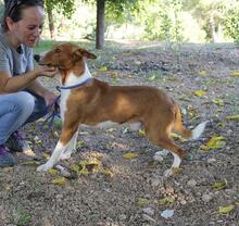 ZORRO, Hund, Mischlingshund in Spanien - Bild 10