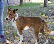ZORRO, Hund, Mischlingshund in Spanien - Bild 9