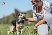 KATJA, Hund, Mischlingshund in Slowakische Republik - Bild 13
