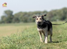 KATJA, Hund, Mischlingshund in Slowakische Republik - Bild 4