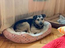 KATJA, Hund, Mischlingshund in Slowakische Republik - Bild 6