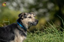 KATJA, Hund, Mischlingshund in Slowakische Republik - Bild 7