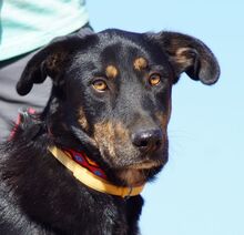 PICKO, Hund, Mischlingshund in Griechenland - Bild 1