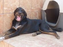 PICKO, Hund, Mischlingshund in Griechenland - Bild 10