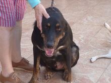 PICKO, Hund, Mischlingshund in Griechenland - Bild 12