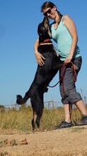 PICKO, Hund, Mischlingshund in Griechenland - Bild 6
