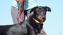 PICKO, Hund, Mischlingshund in Griechenland - Bild 7