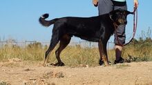 PICKO, Hund, Mischlingshund in Griechenland - Bild 9