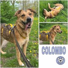 COLOMBO, Hund, Mischlingshund in Ribnitz-Damgarten - Bild 1