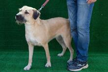 FRIDA, Hund, Mischlingshund in Spanien - Bild 1