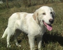 SCOTTI, Hund, Mischlingshund in Griechenland - Bild 4
